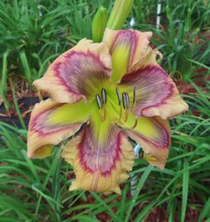 RAINBOW FLOWER