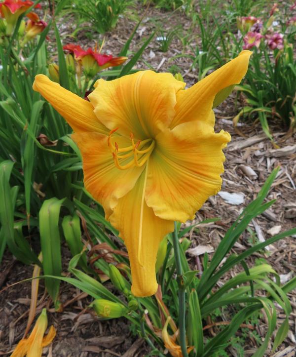 YUM YUM YELLOW (3)