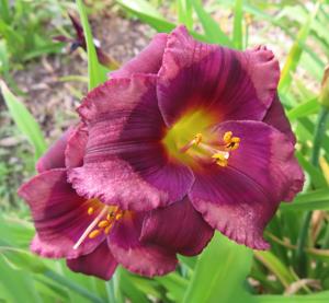 PURPLE PHANTOM (3)