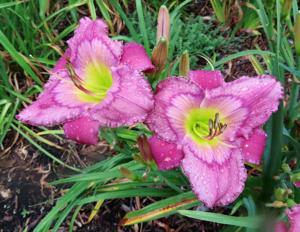 SF Gorgeous Flowers with Teeth Aliquippa Daylily Live Plant