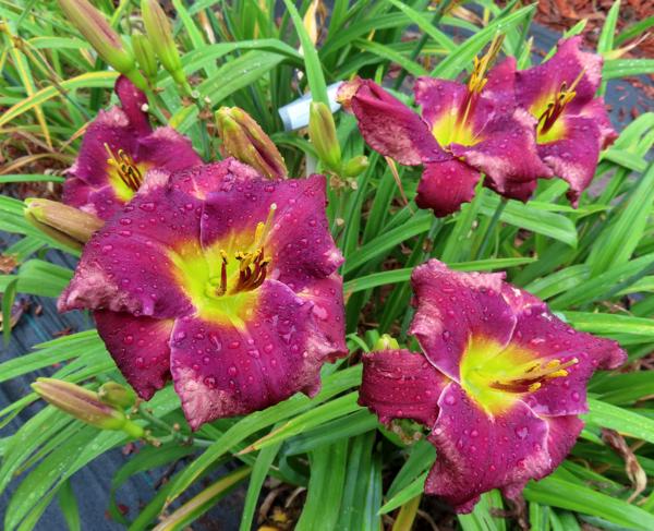 DR. VAN'S LILY MERLOT (2)