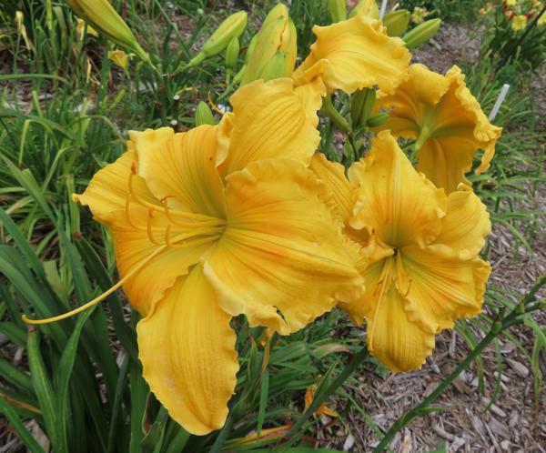 YUM YUM YELLOW (2)