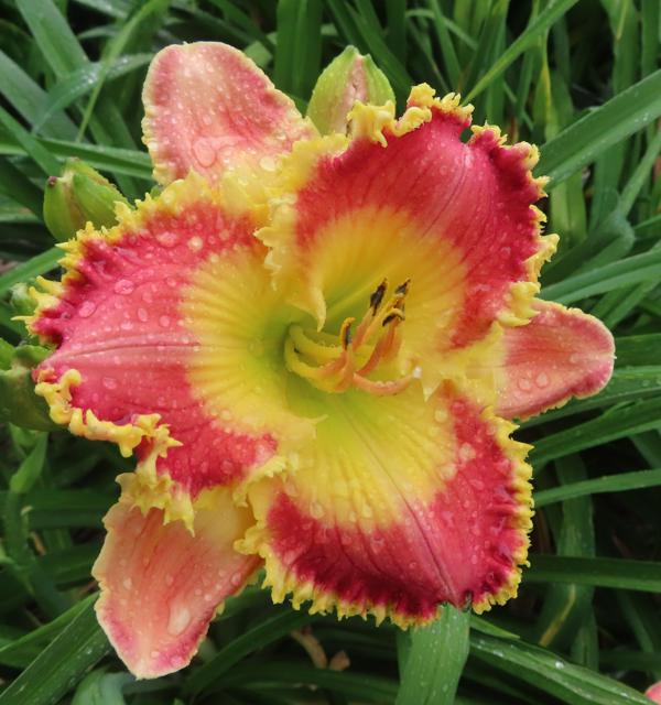 ROSEMARY'S TANGO (1)