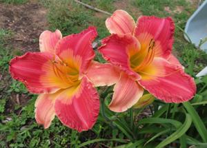 WESTBOURNE PEACHES AND CREAM