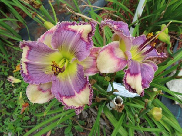 SPACECOAST PANSY FACE 001