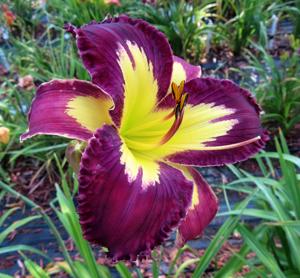 PERPLEXING PLUM