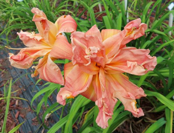 SENTINEL PINK BURST (3)