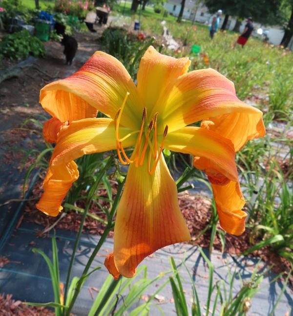PUMPKIN BRITCHES (1)