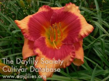 Dragon_Candy_1620056957