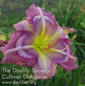 Heavy_Petal_Dusk_till_Dawn_1728746152