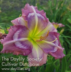 HEAVY PETAL DUSK TILL DAWN