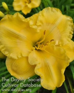 HEAVY PETAL LET THE SON SHINE IN