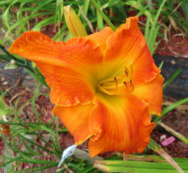 INTERNATIONAL ORANGE