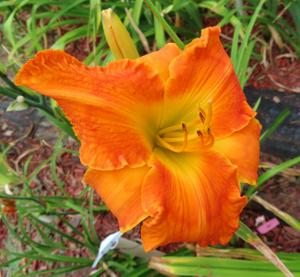 INTERNATIONAL ORANGE