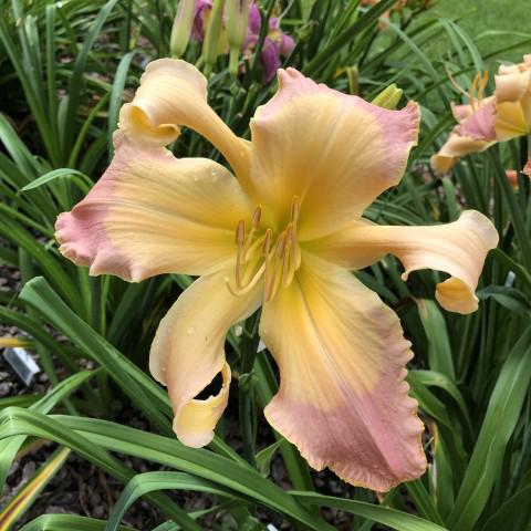 JIMMY_DAVISSON_J_2021