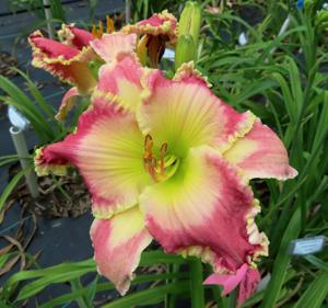 LAURA'S SWEETEST PINK X UNK #343