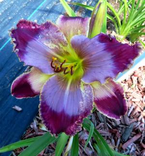SPACECOAST PEACE MAKER
