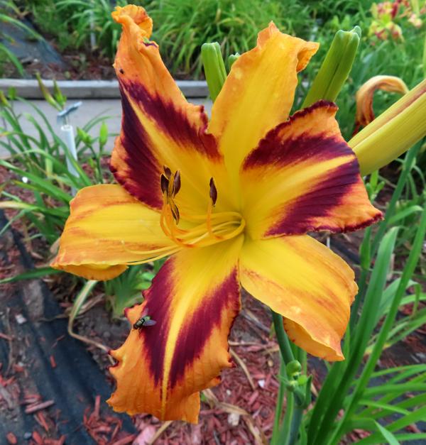 SPACECOAST TIGER TAIL TANGO (2)
