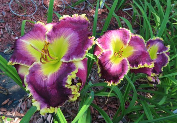 MERCY BEYOND MEASURE (1)