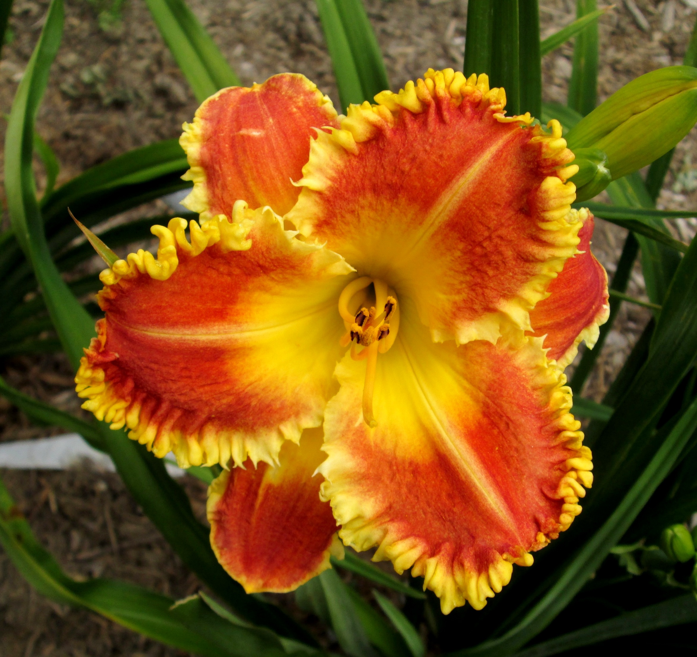 PETAL PUSHER DAYLILIES - RAGGEDY MAN