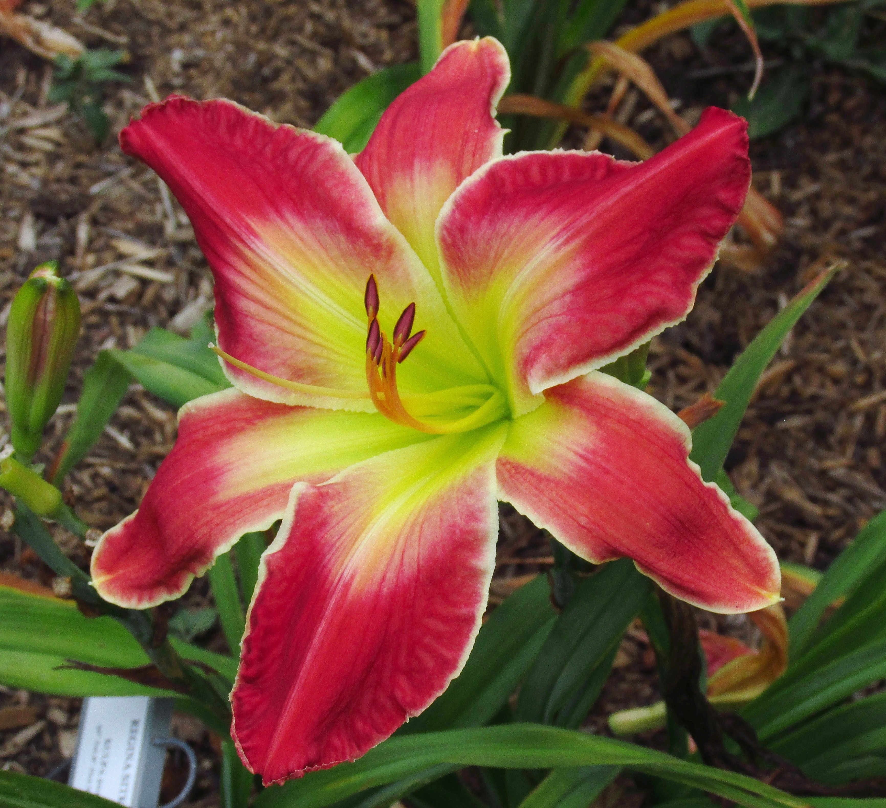 PETAL PUSHER DAYLILIES - REGINA SITKO