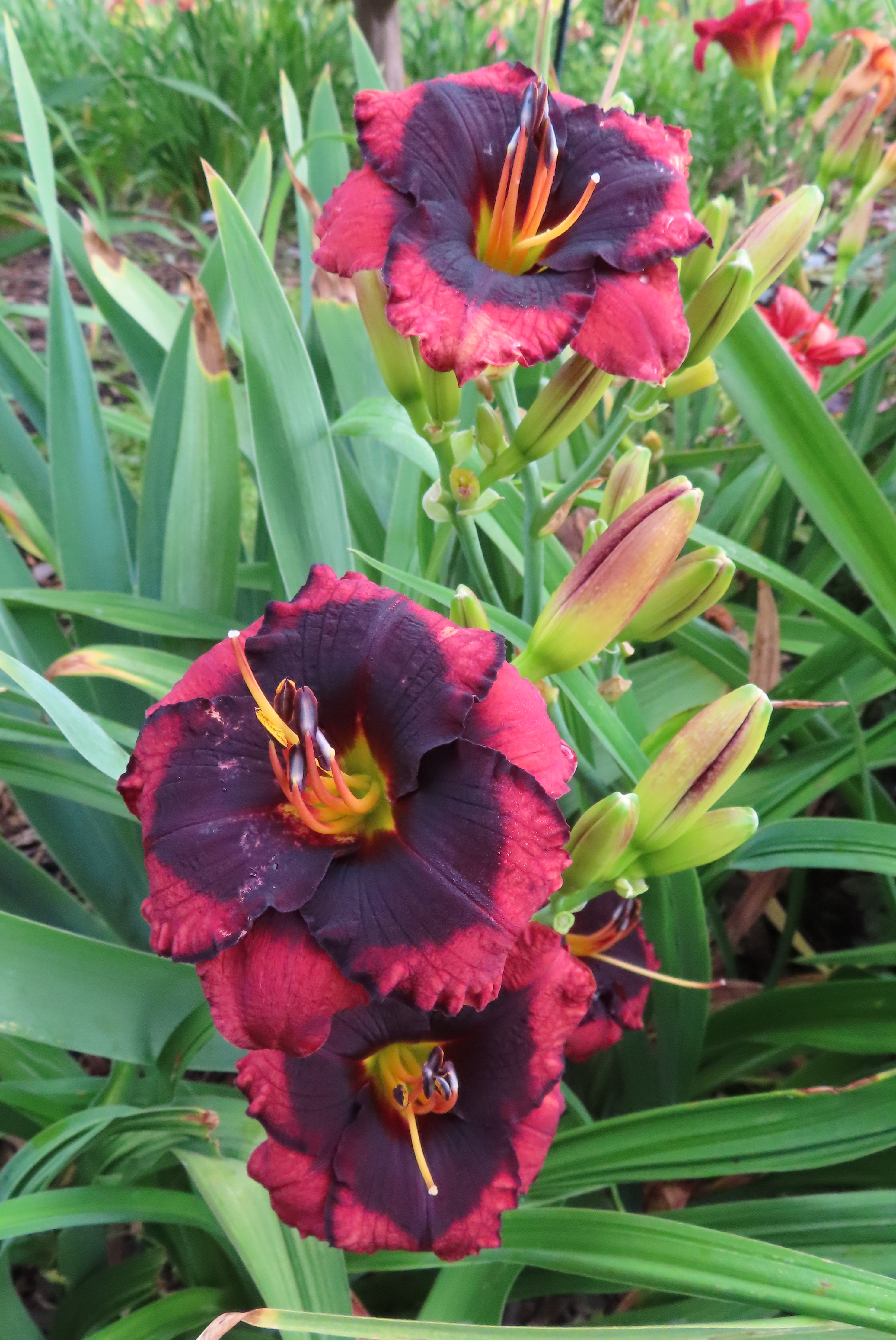 PETAL PUSHER DAYLILIES - BROADWAY LAST MOHICAN