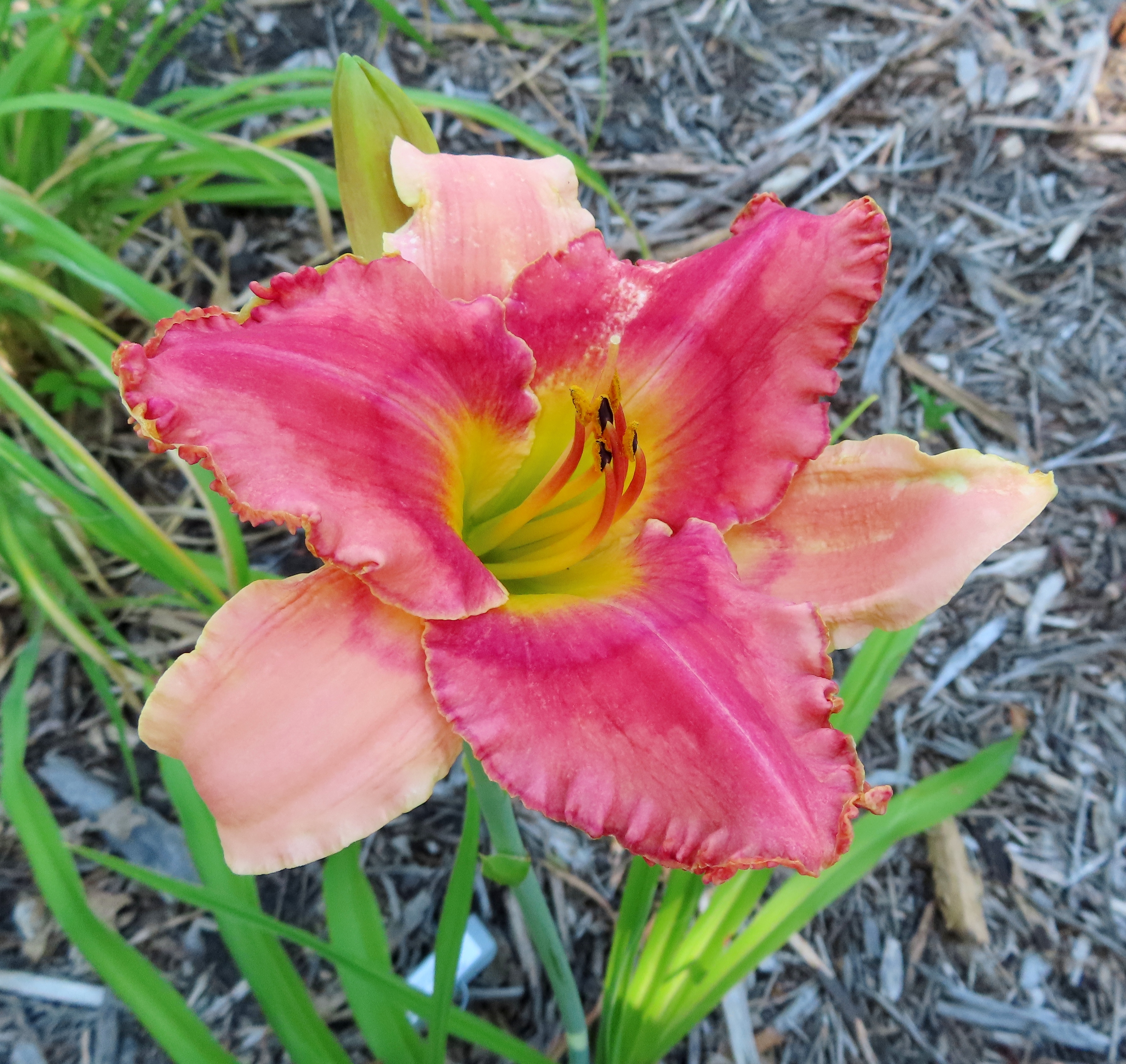 PETAL PUSHER DAYLILIES - JOHNNY BEE GOODE