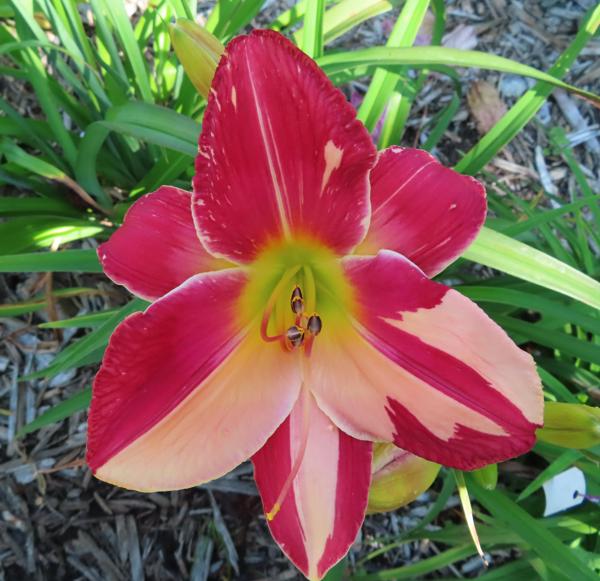 PETAL PUSHER DAYLILIES - SCUFF MARKS