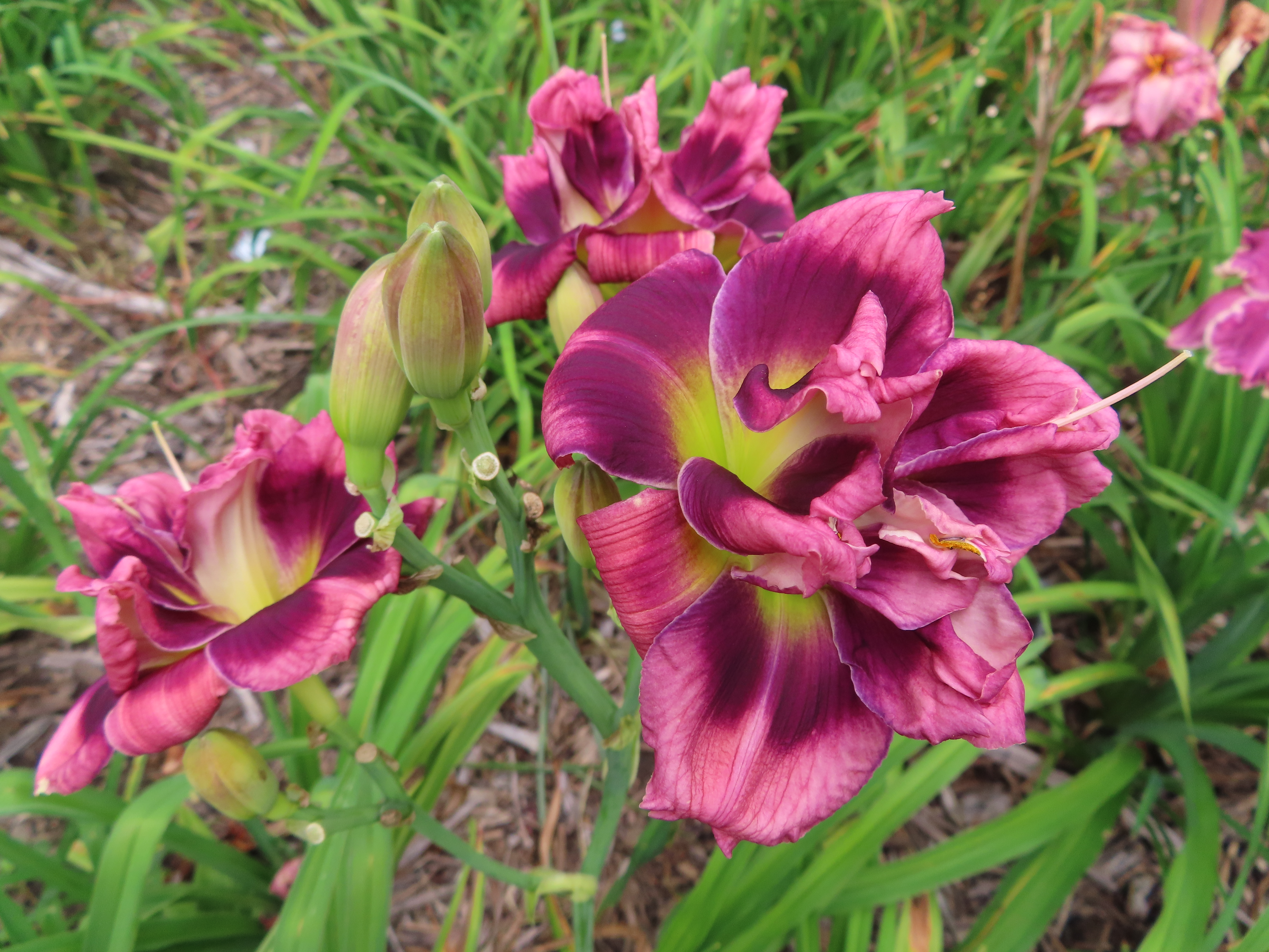PETAL PUSHER DAYLILIES - FLUFFERNUTTER