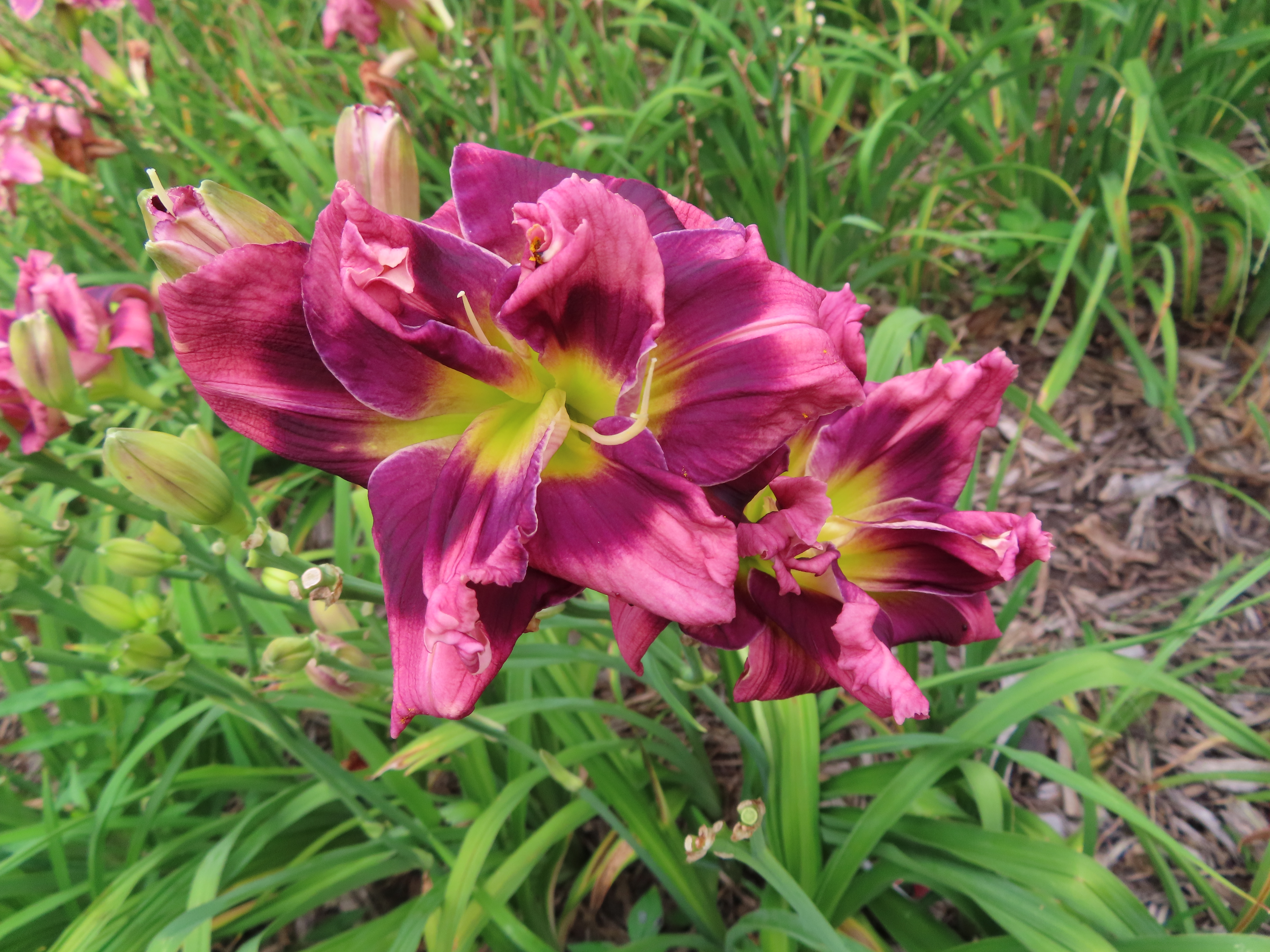 PETAL PUSHER DAYLILIES - FLUFFERNUTTER