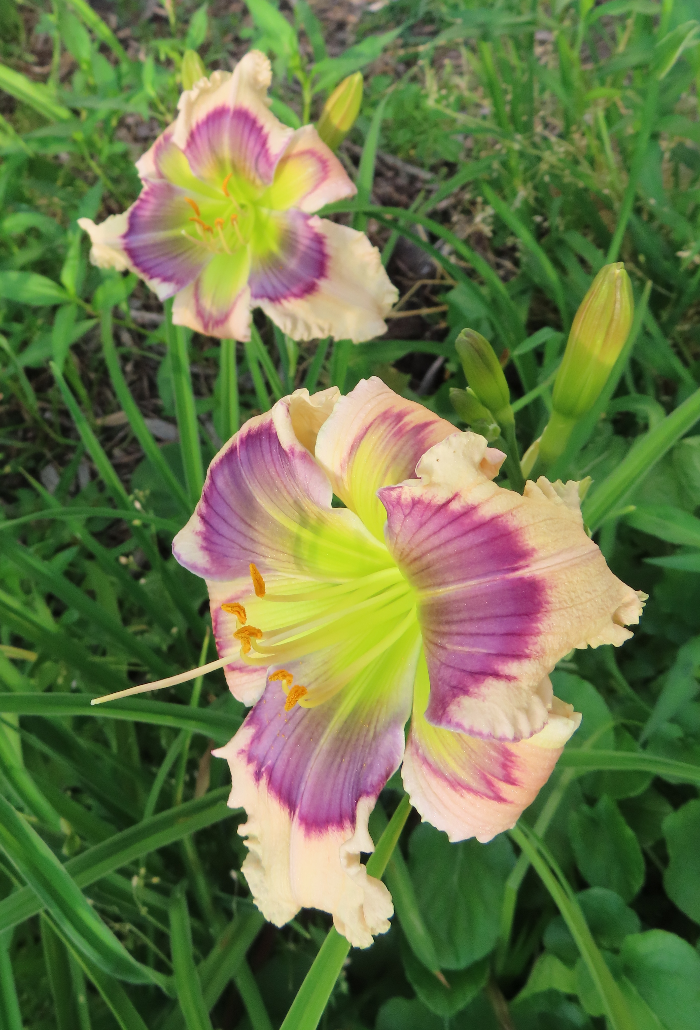 PETAL PUSHER DAYLILIES - HEAVENLY BLUE EYES