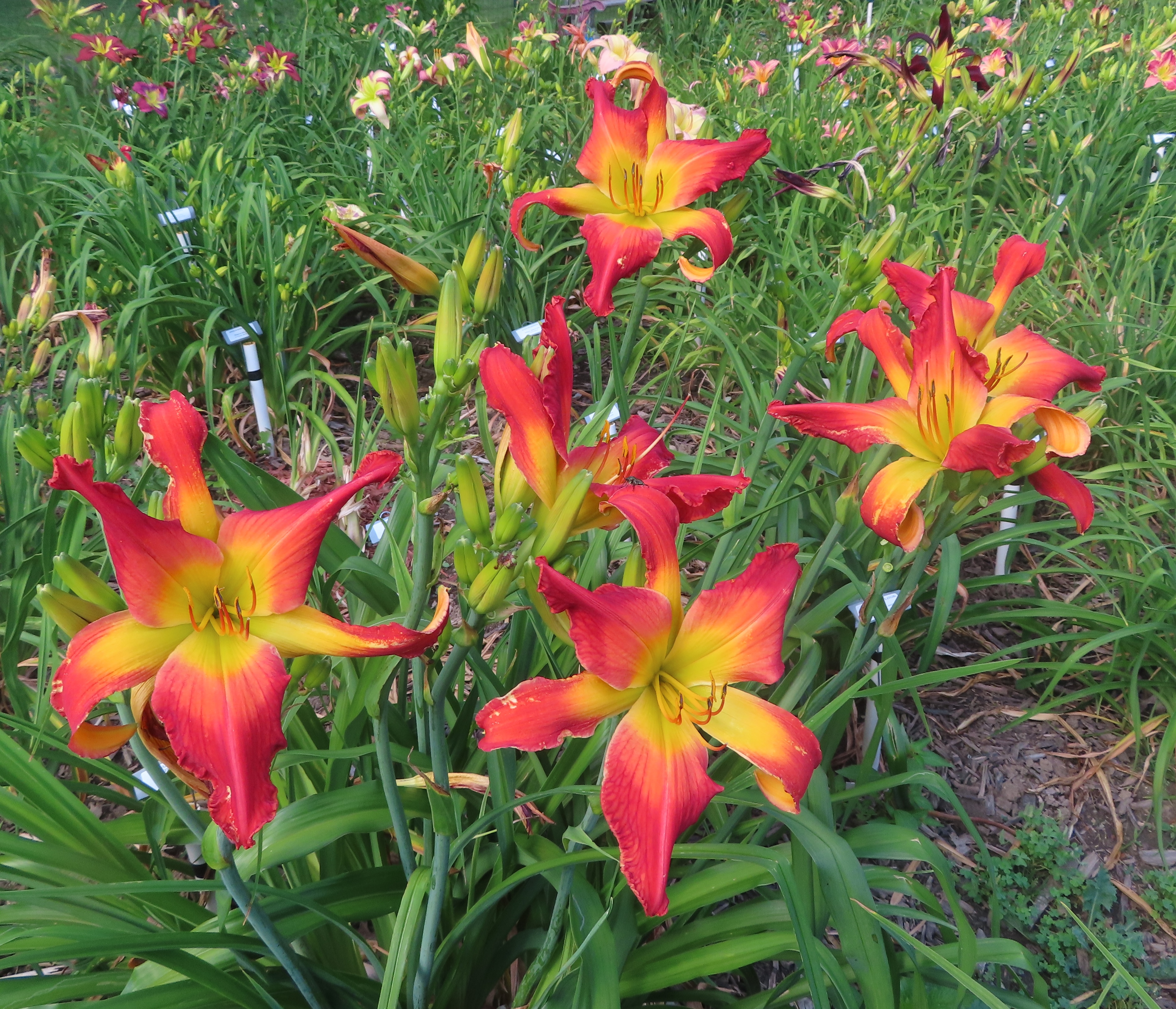 PETAL PUSHER DAYLILIES - I LAVA YOU