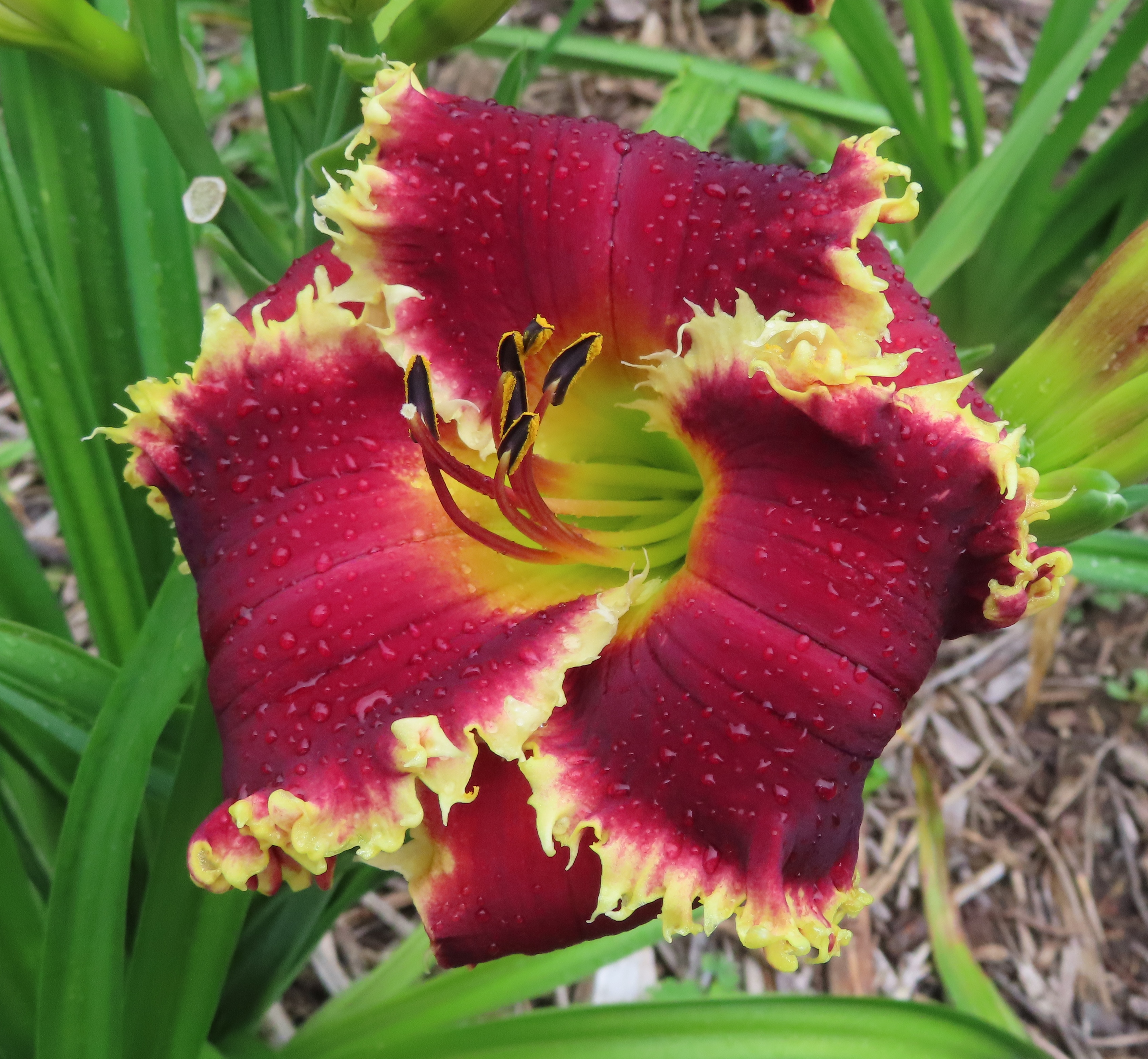 PETAL PUSHER DAYLILIES - CHRISTMAS DELIGHT