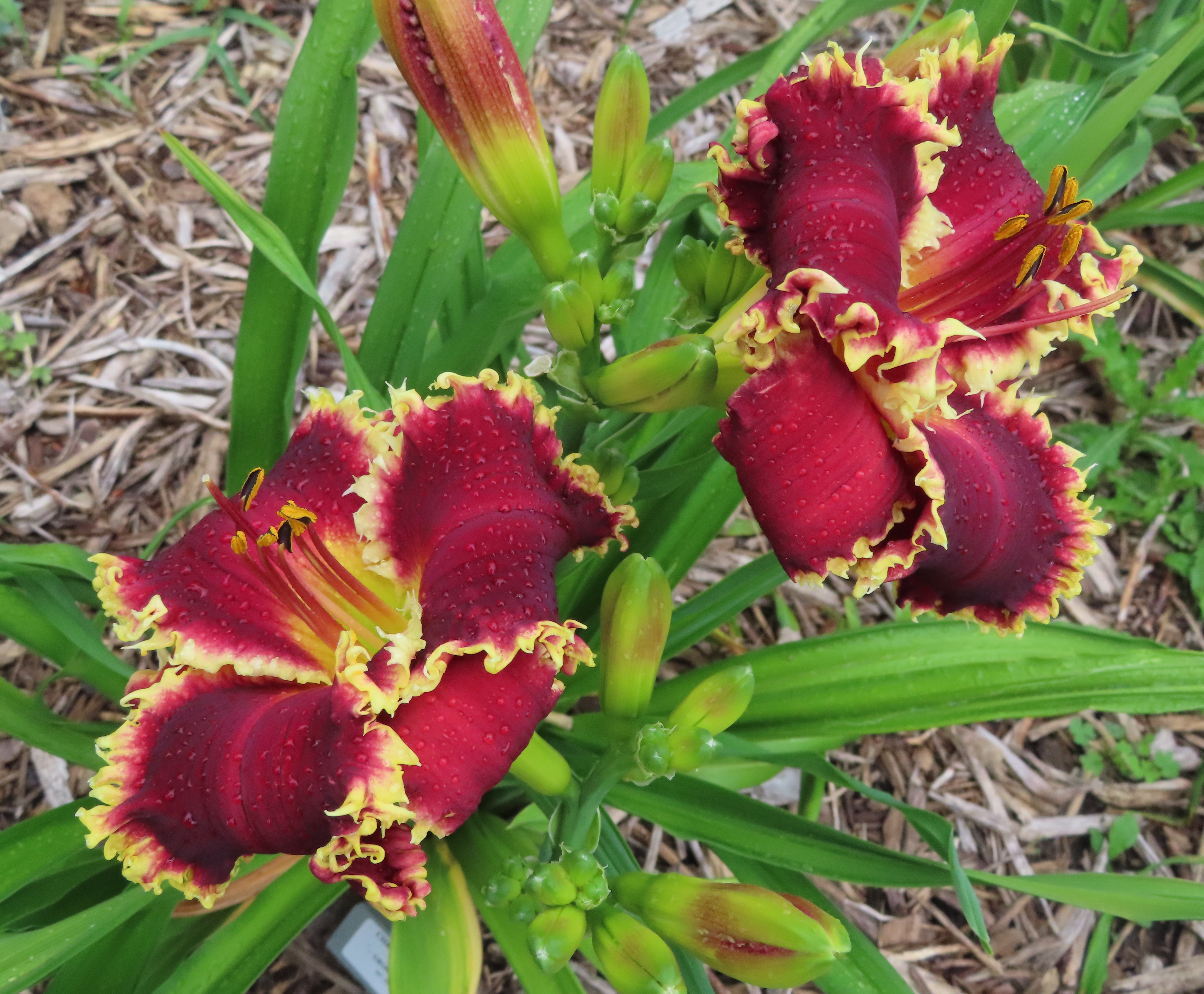PETAL PUSHER DAYLILIES - CHRISTMAS DELIGHT