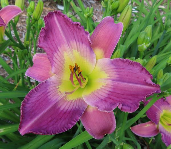 PETAL PUSHER DAYLILIES - DIVINERS HANDBOOK