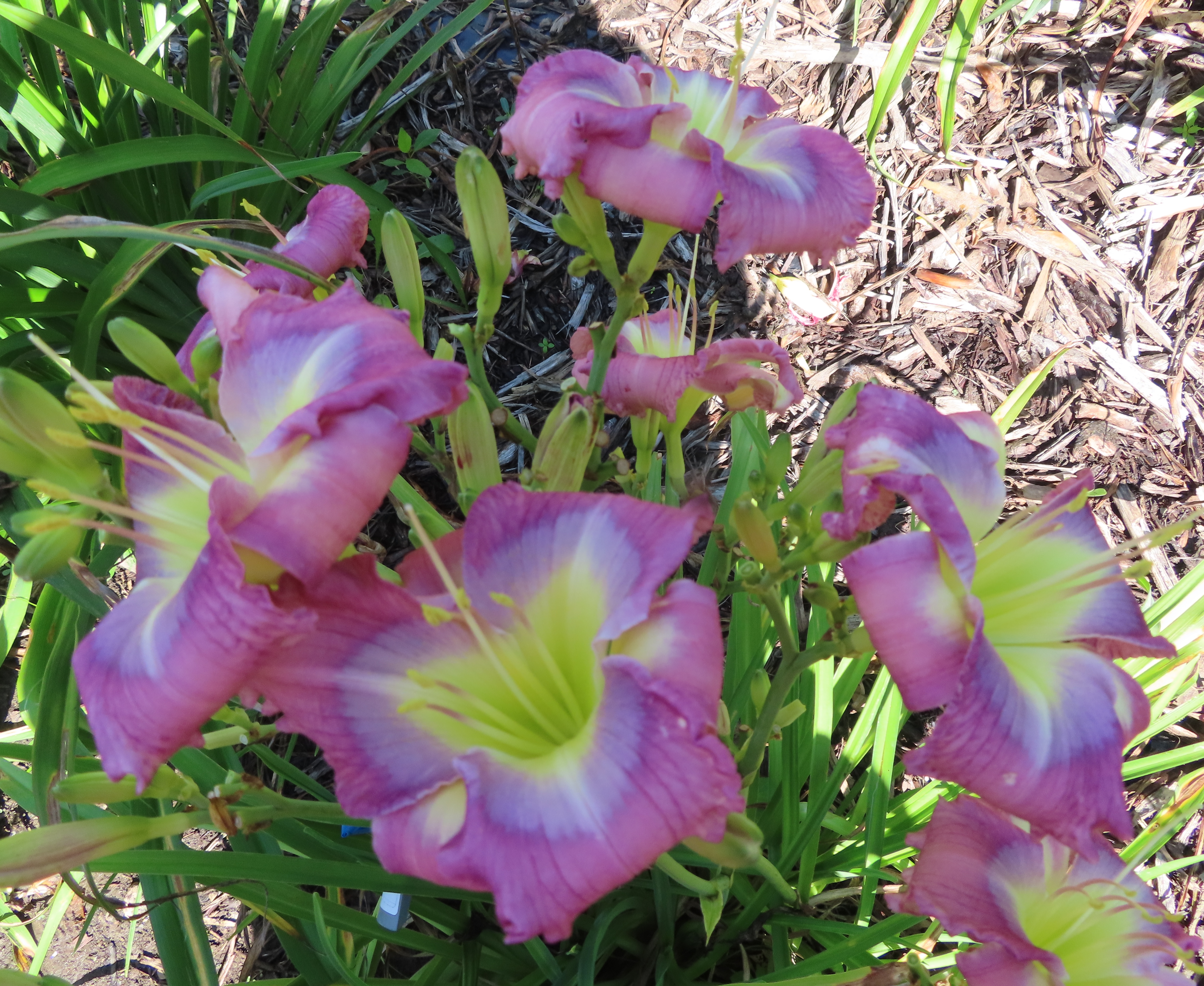 PETAL PUSHER DAYLILIES - WHISPERED ILLUSIONS