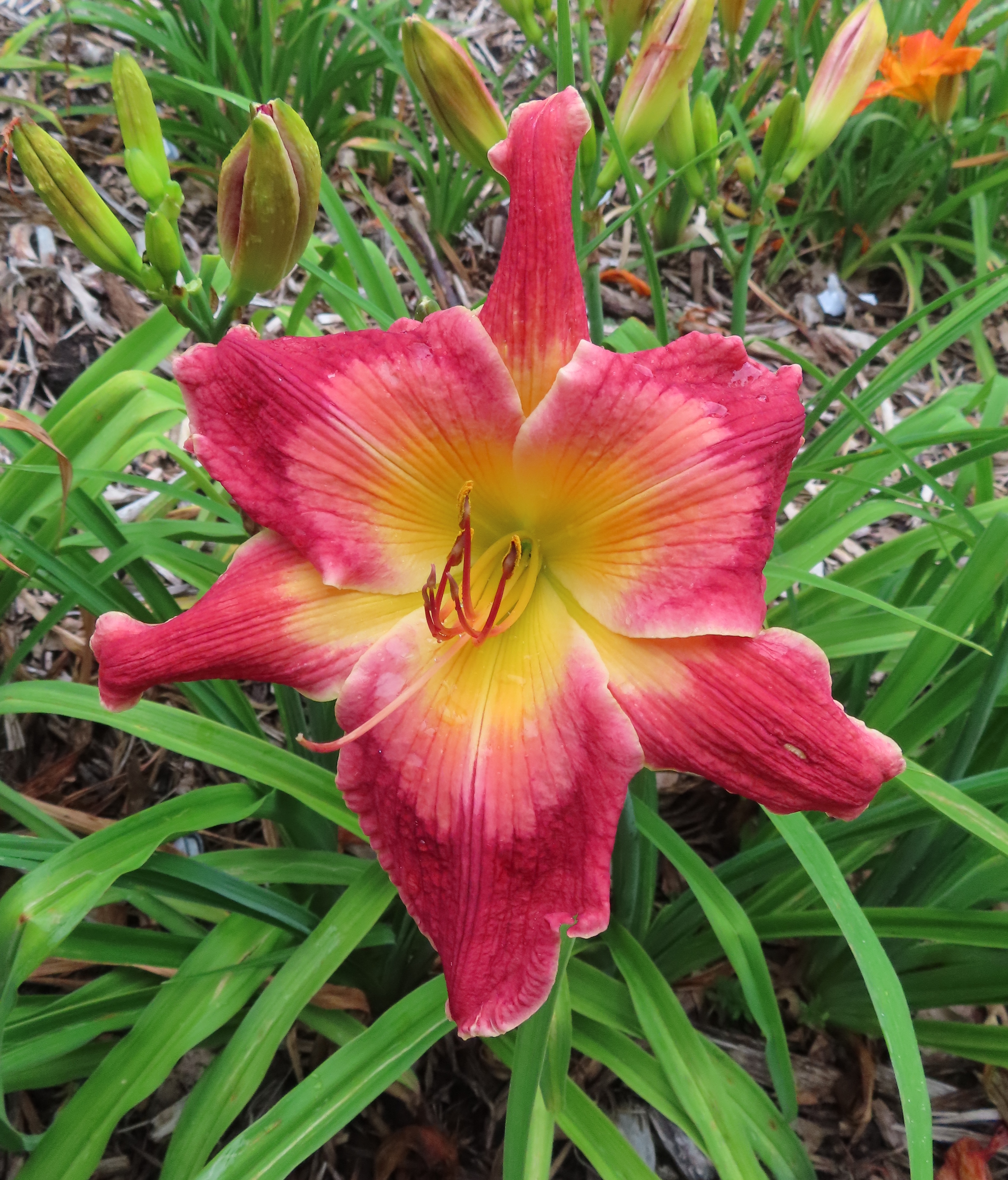 PETAL PUSHER DAYLILIES - QUILLER