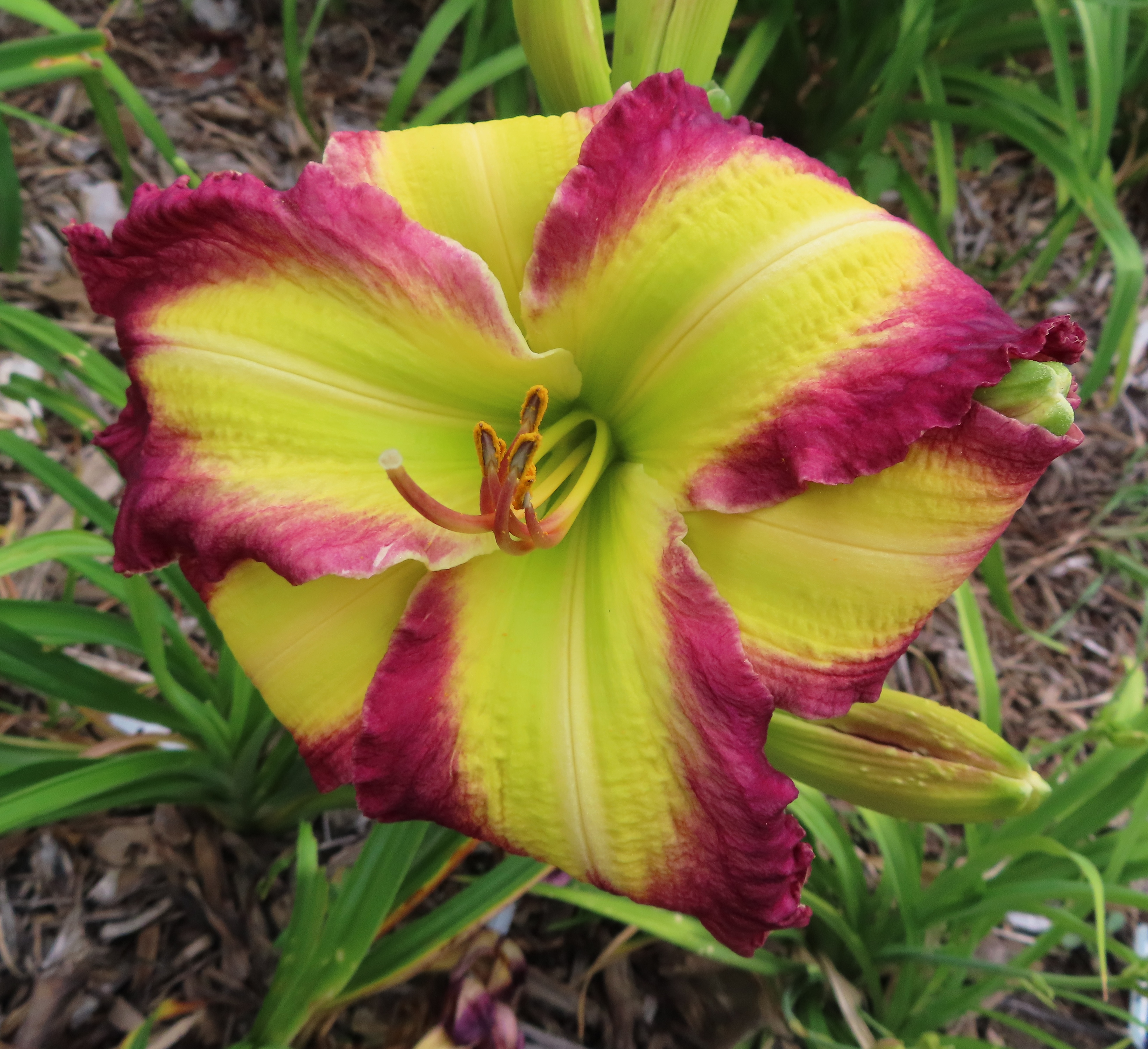 PETAL PUSHER DAYLILIES - THE RED HAMMER