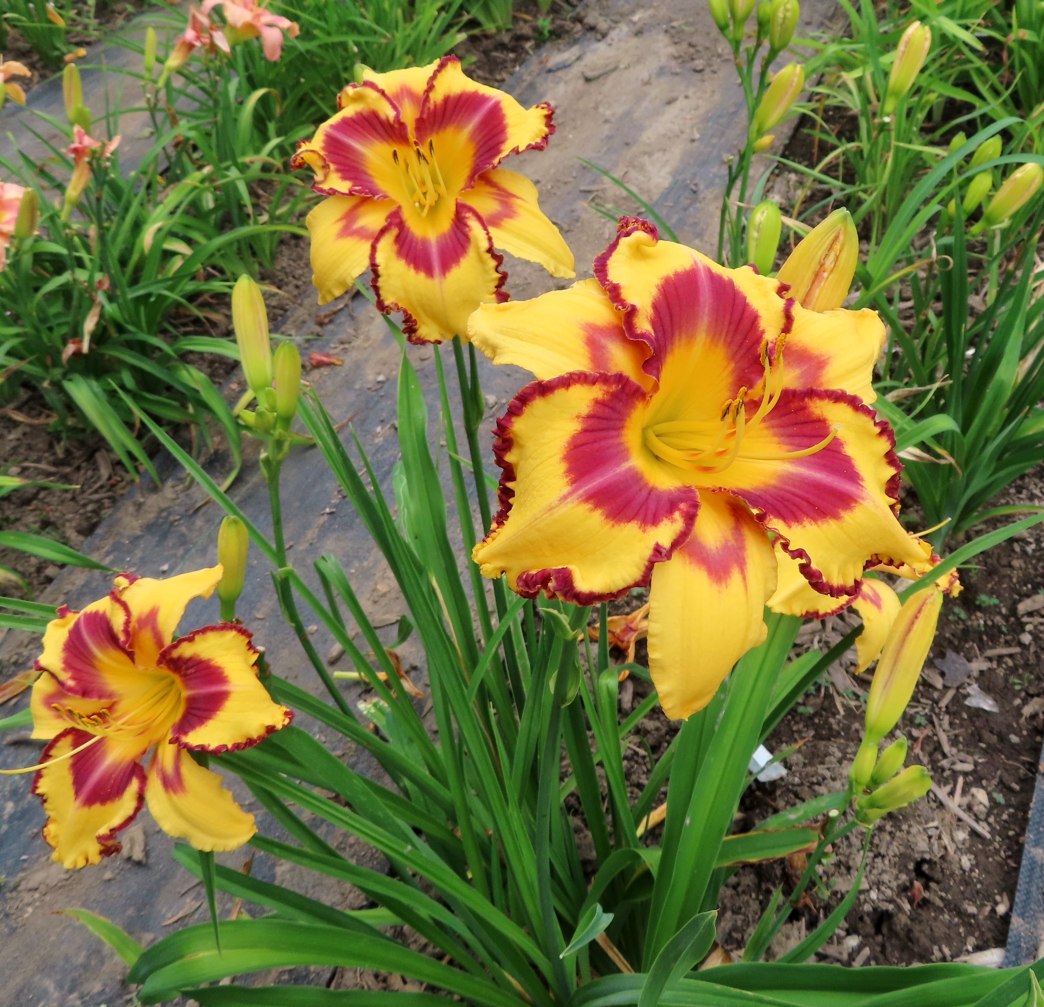 PETAL PUSHER DAYLILIES - BATED BREATH