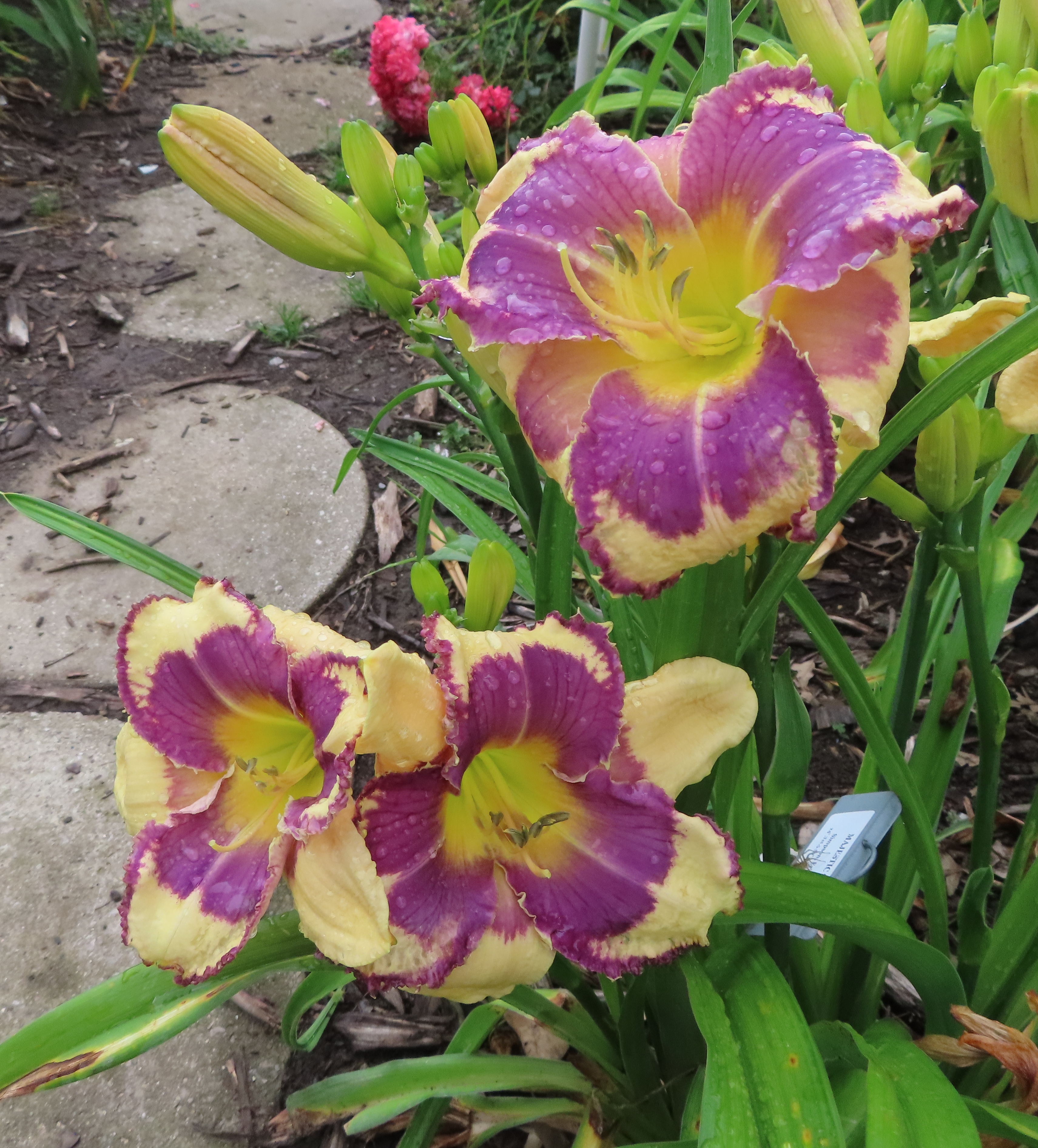 PETAL PUSHER DAYLILIES - MAJESTIC SKY