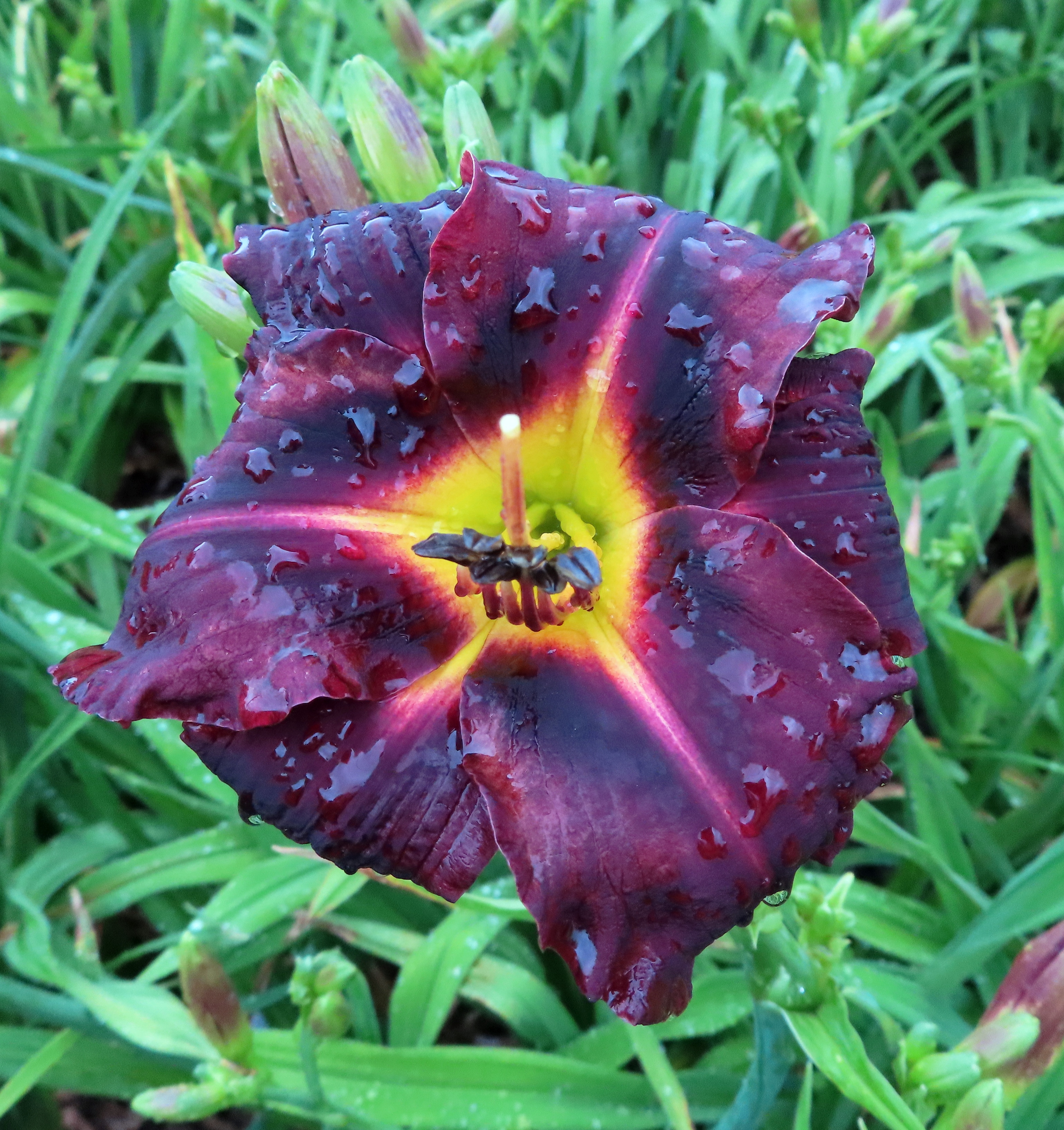 PETAL PUSHER DAYLILIES - CHOCO LATTE