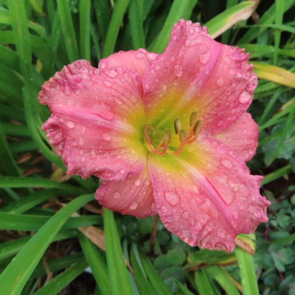 PETAL PUSHER DAYLILIES - CAMDEN BALLERINA