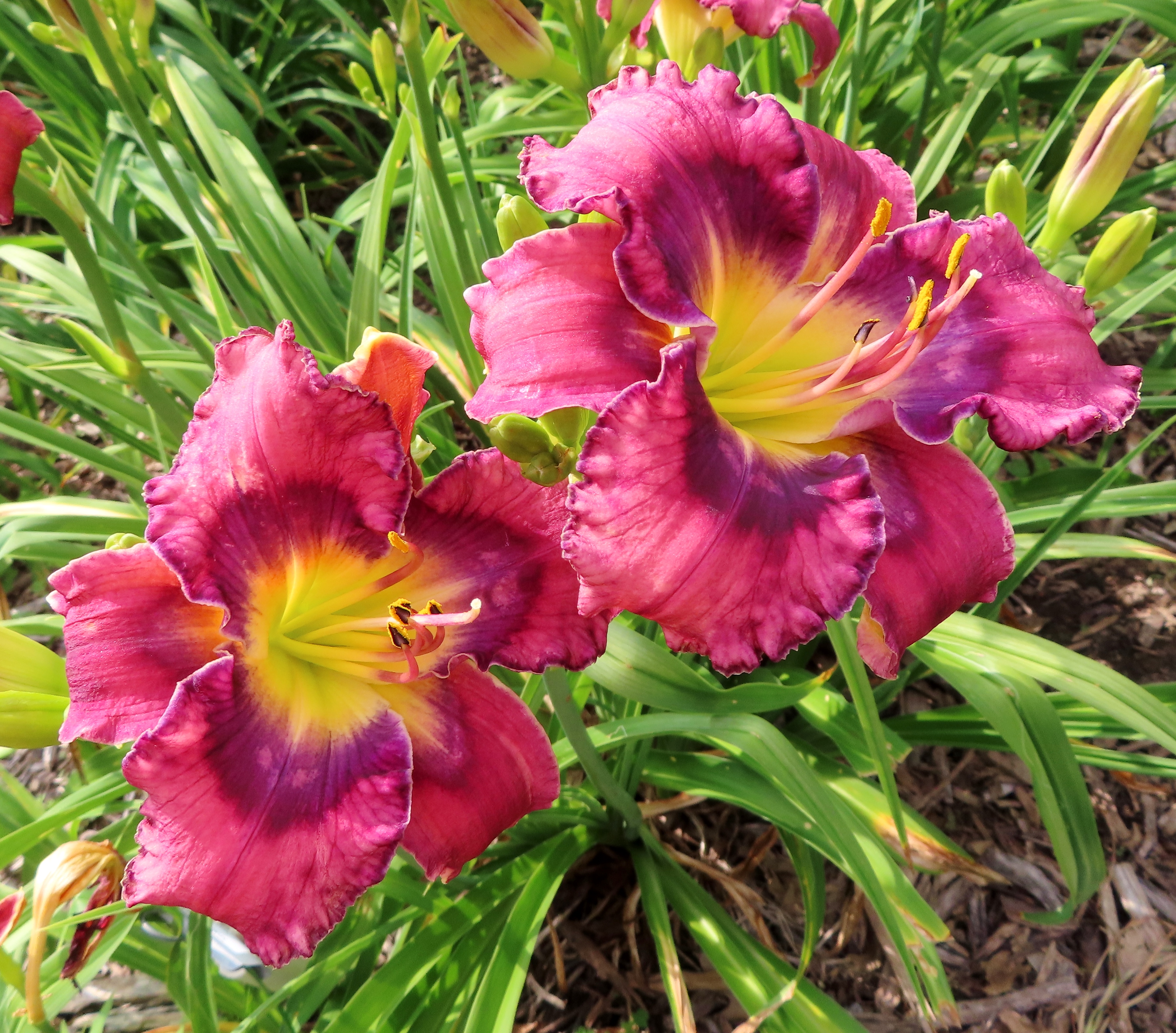 PETAL PUSHER DAYLILIES - CONTROL