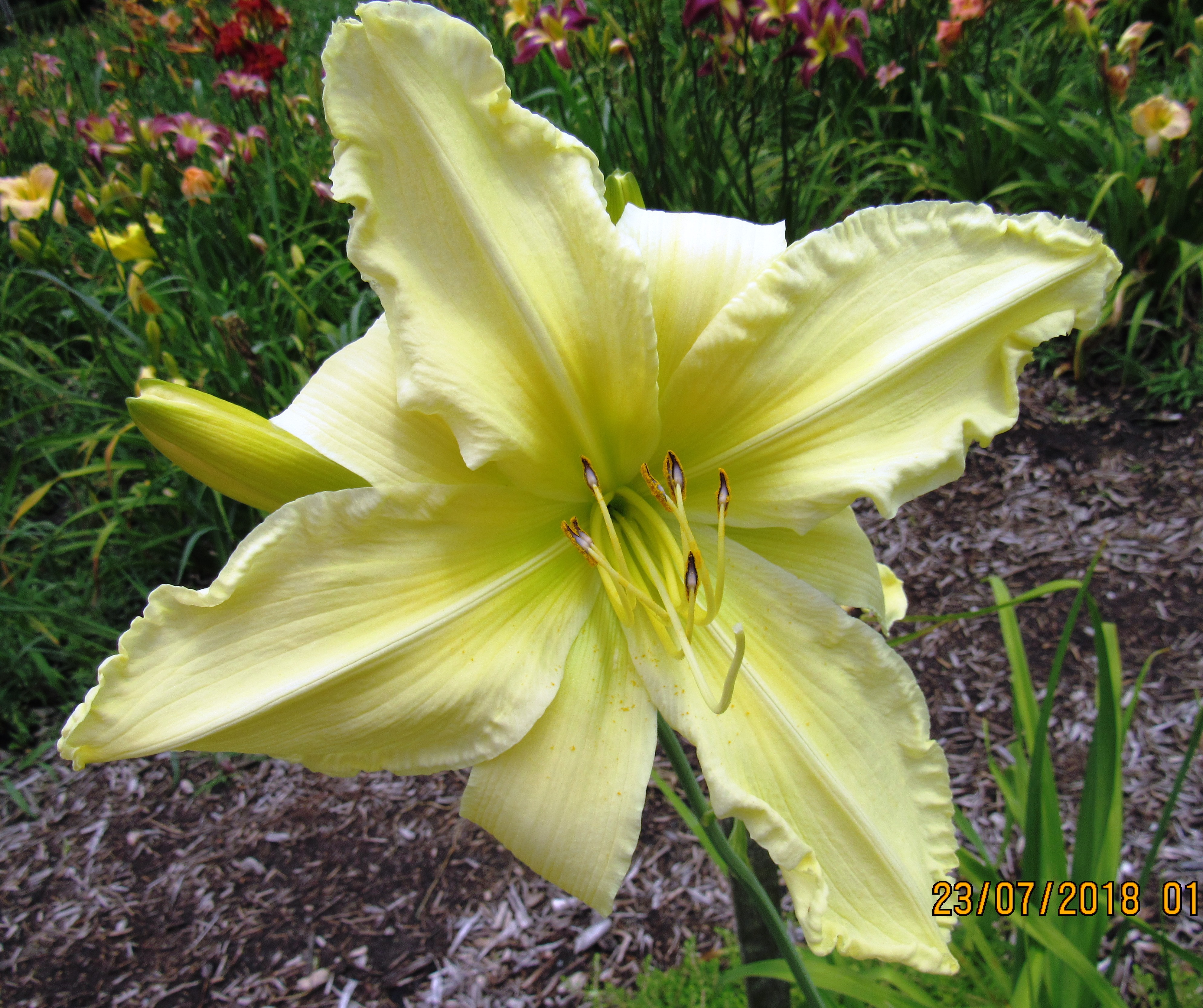 PETAL PUSHER DAYLILIES - GIVE ME EIGHT