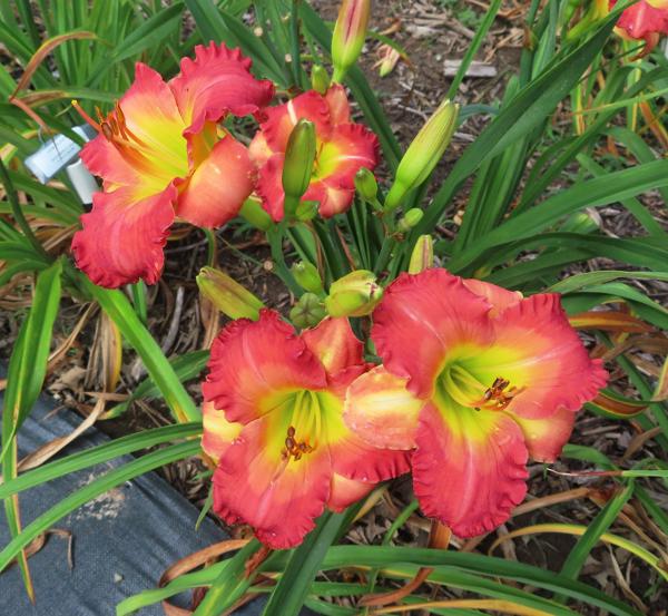 PETAL PUSHER DAYLILIES - MESSAGE OF LOVE