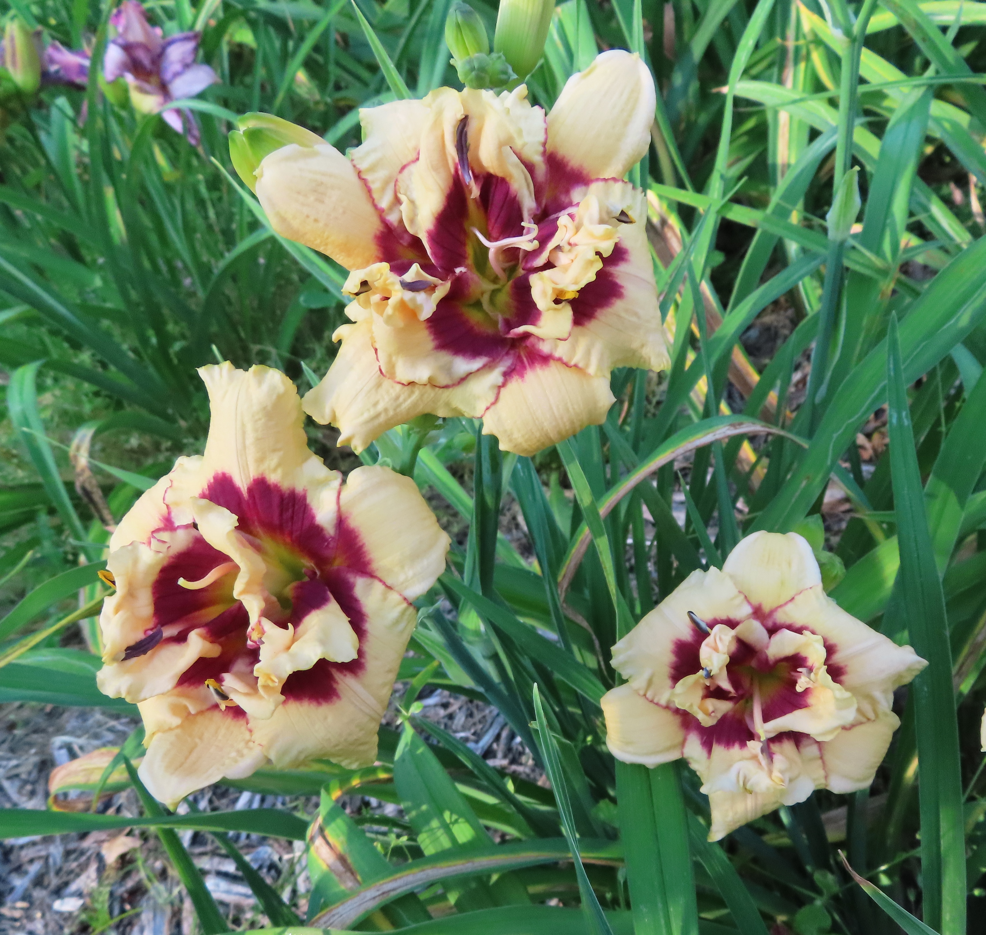 PETAL PUSHER DAYLILIES - RASPBERRY CUPCAKE