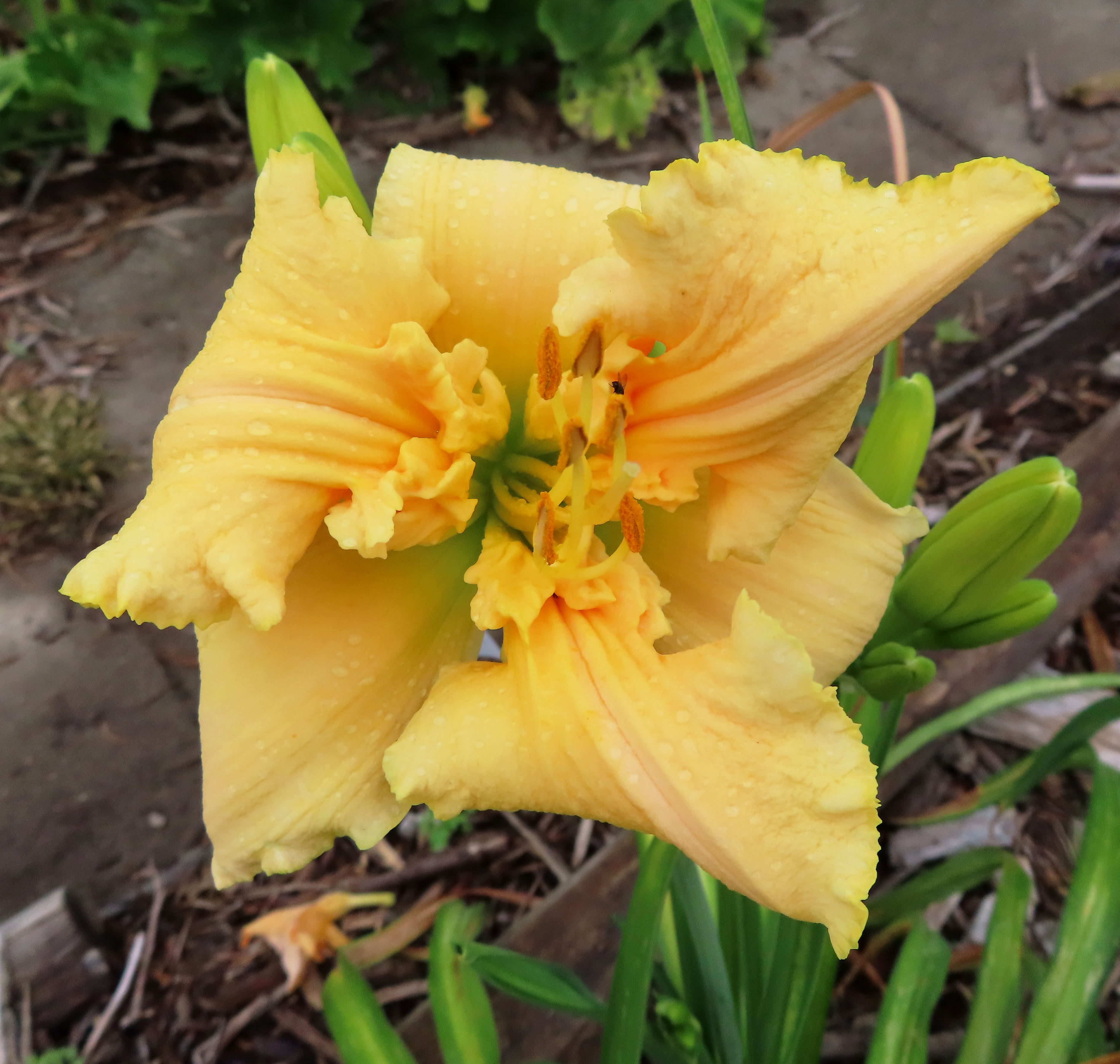 PETAL PUSHER DAYLILIES - WAYWARD SHENANIGANS