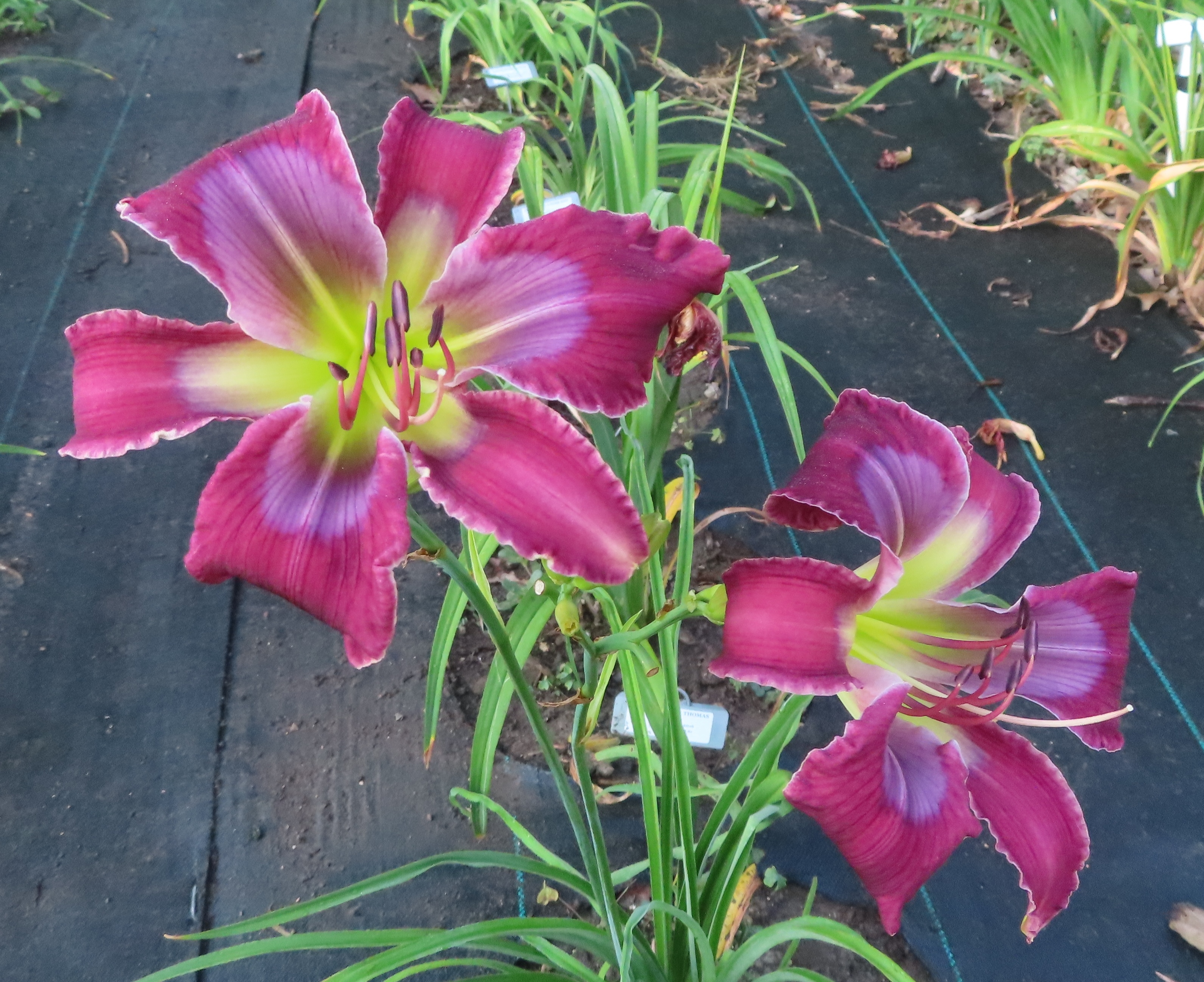 PETAL PUSHER DAYLILIES - WEEP NOT