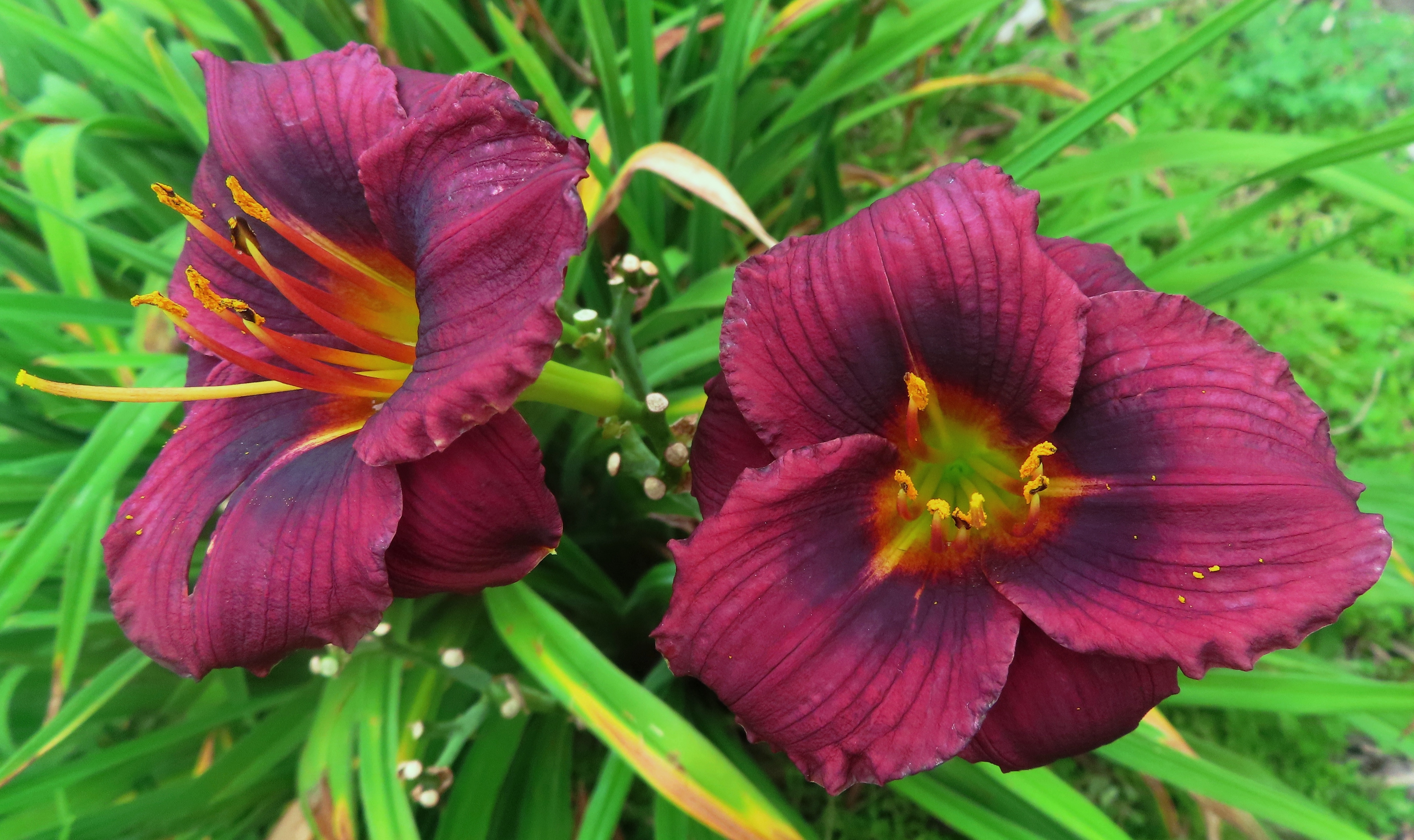 PETAL PUSHER DAYLILIES - ROGUISH IMP