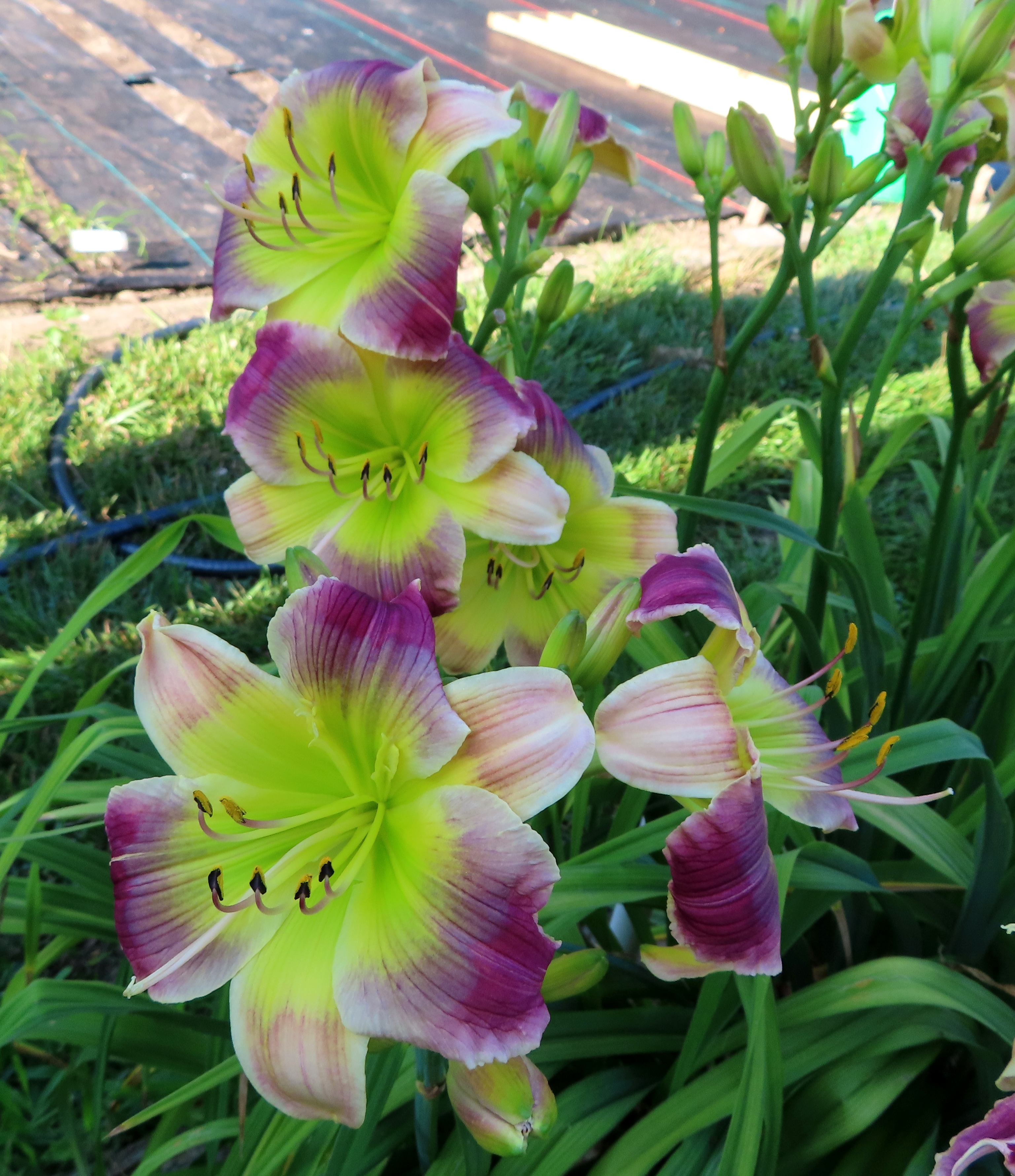 PETAL PUSHER DAYLILIES - GREEN GHOST